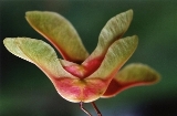 maple seed maple seed