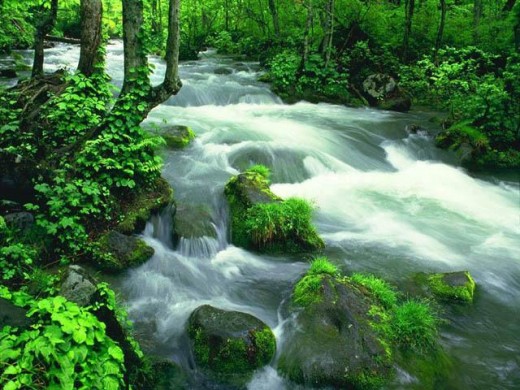  fast running stream water with green trees and foliage