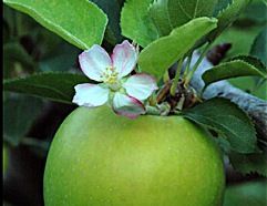 green apple with blossom