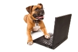 boxer dog with glasses working on a laptop