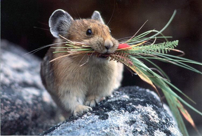 pika with gathered items in mouth