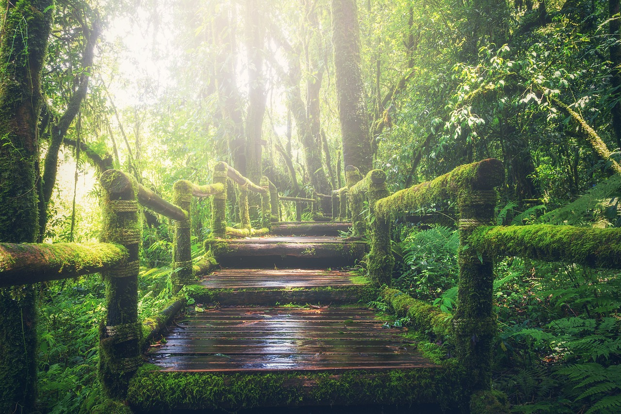 An image of a footbridge in a jungle forest 