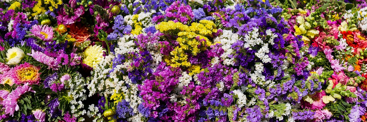 Colourful flowers in a garden including yellow, pink, white, purple, and orange varieties
