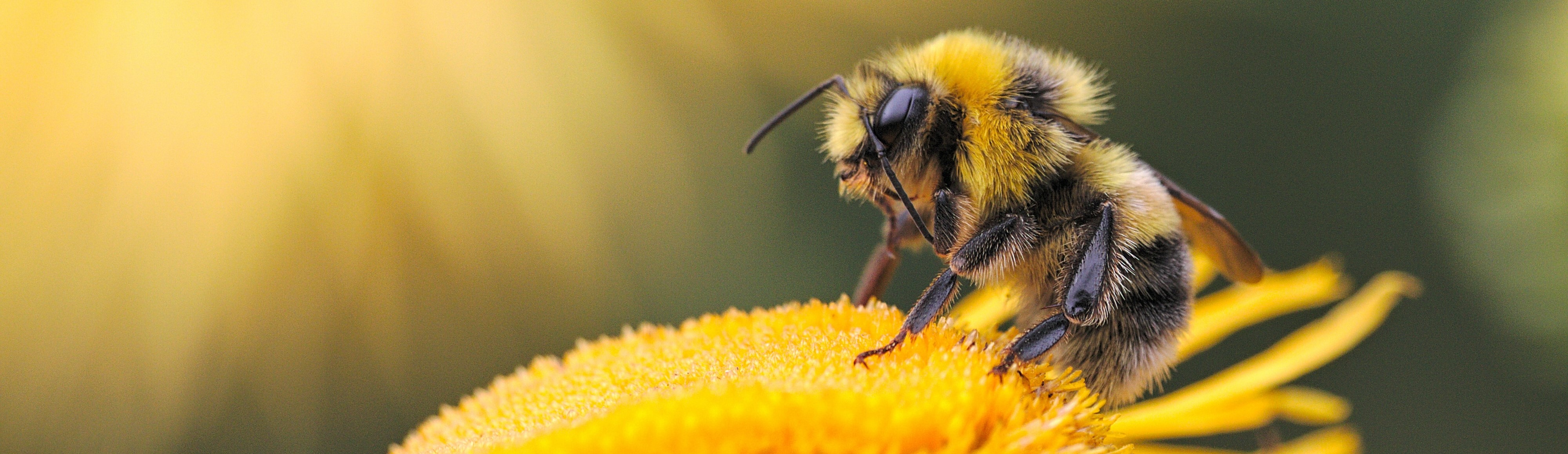 A honey bee gathers pollen from a yellow flower