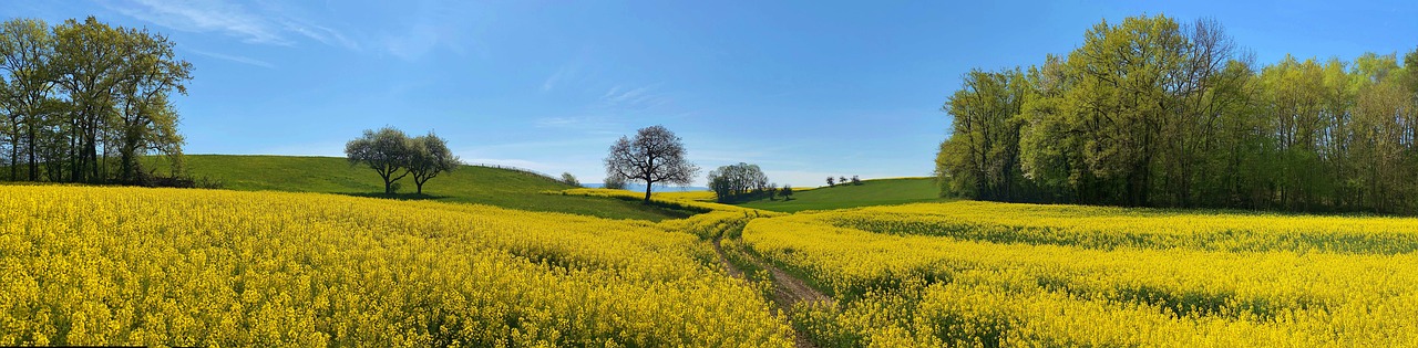 A field of golden flowers with a winding trail leading into a forest