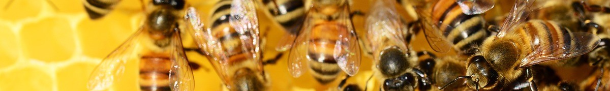 Honey bees work on a honeycomb