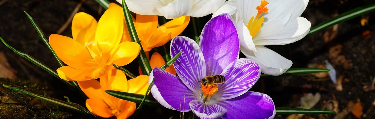 A patch of crocuses in purple, yellow, and white surrounded by two-toned blades of tall grass