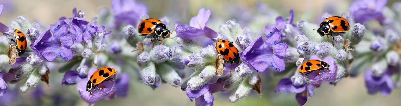 Lady bugs sit atop lavender branches