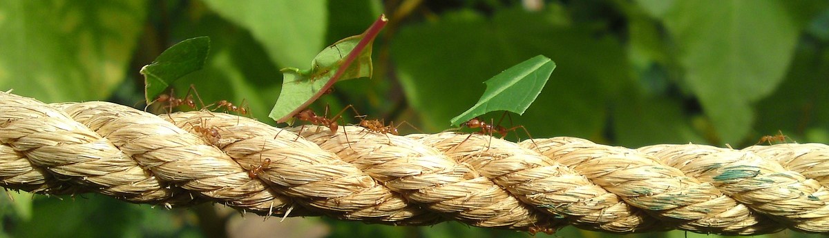 A row of ants walk along a rope carrying leaves upon their backs. The backdrop is lush greenery. 