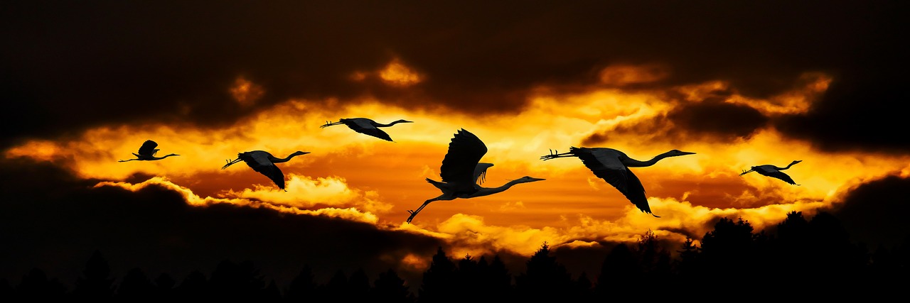 A group of herons fly across an orange sunset