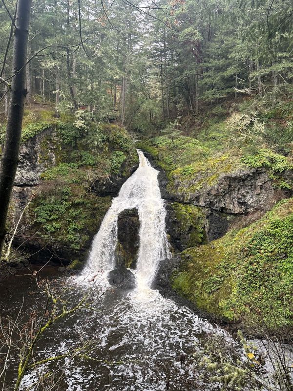 A waterfall in a forest
