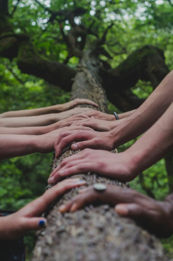 Several sets of hands lie on a tree branch side by side