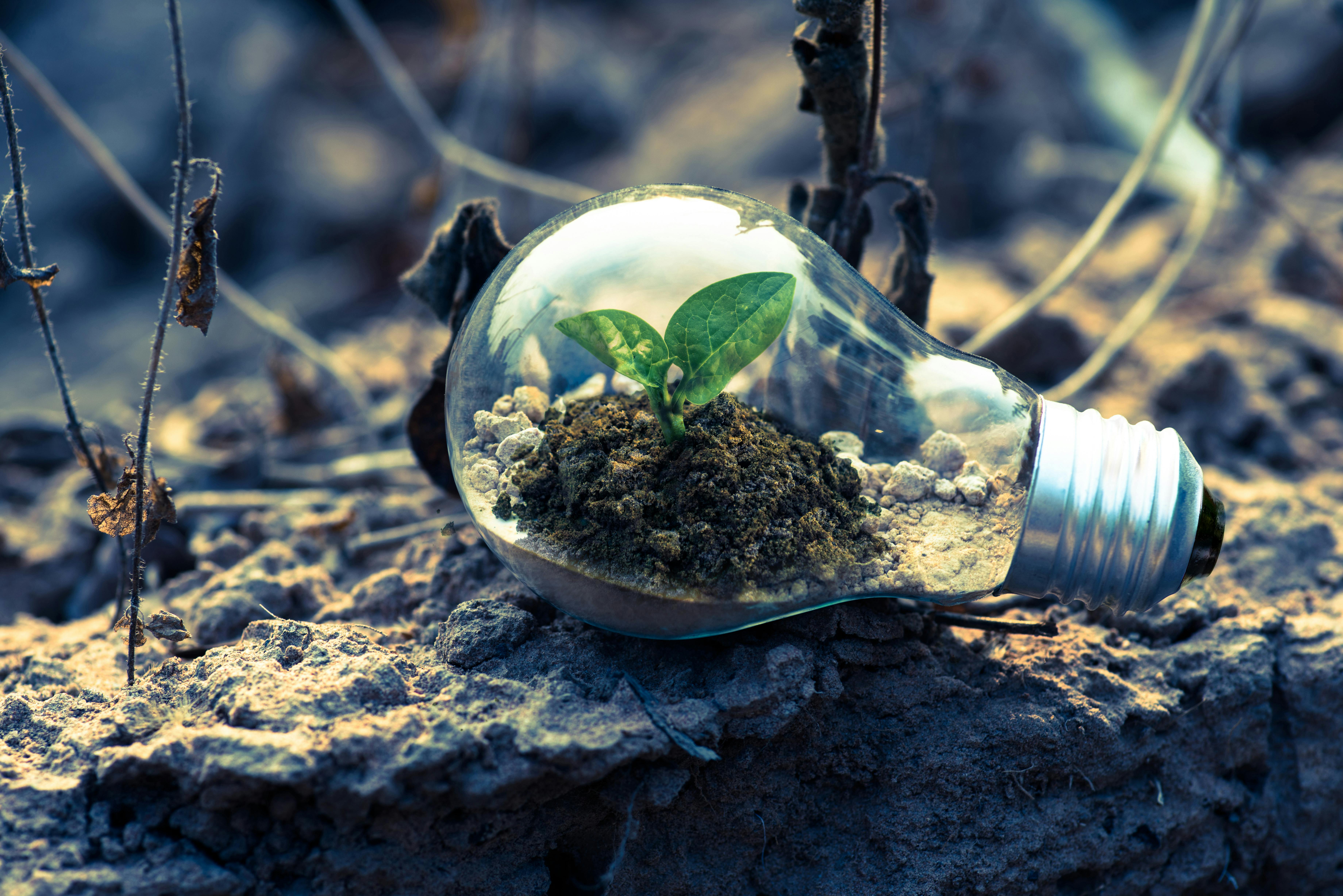 A lightbulb lies on a forest floor with a plant growing inside of it