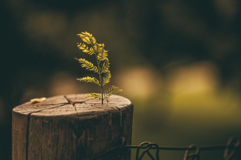 A small tree grows from a stump of a cut down tree in a forest