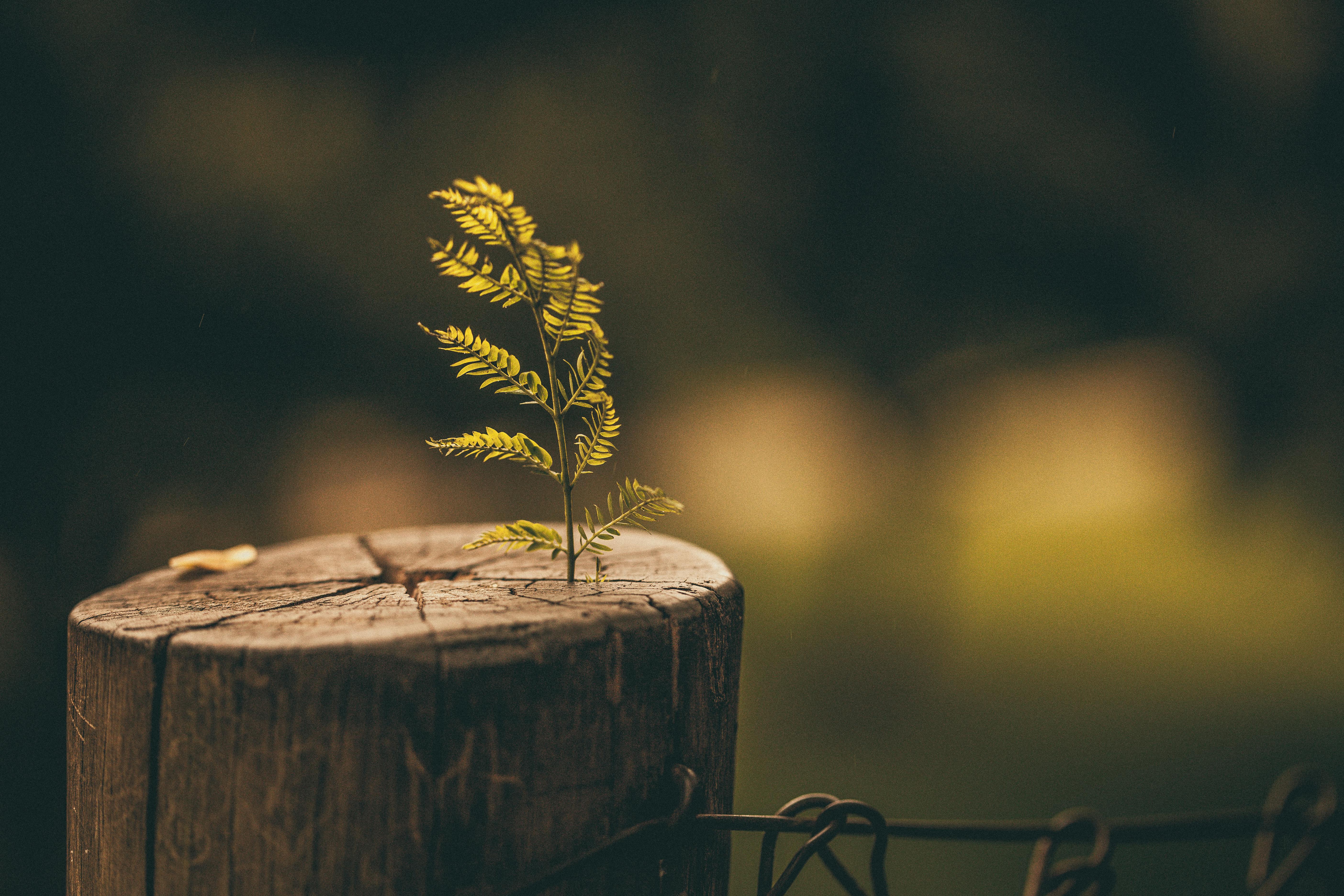 A small tree grows from a stump of a cut down tree in a forest