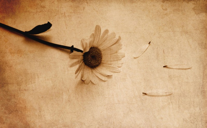 A daisy lies on a neutral canvas with some petals visibly off of the flower as it lies discarded