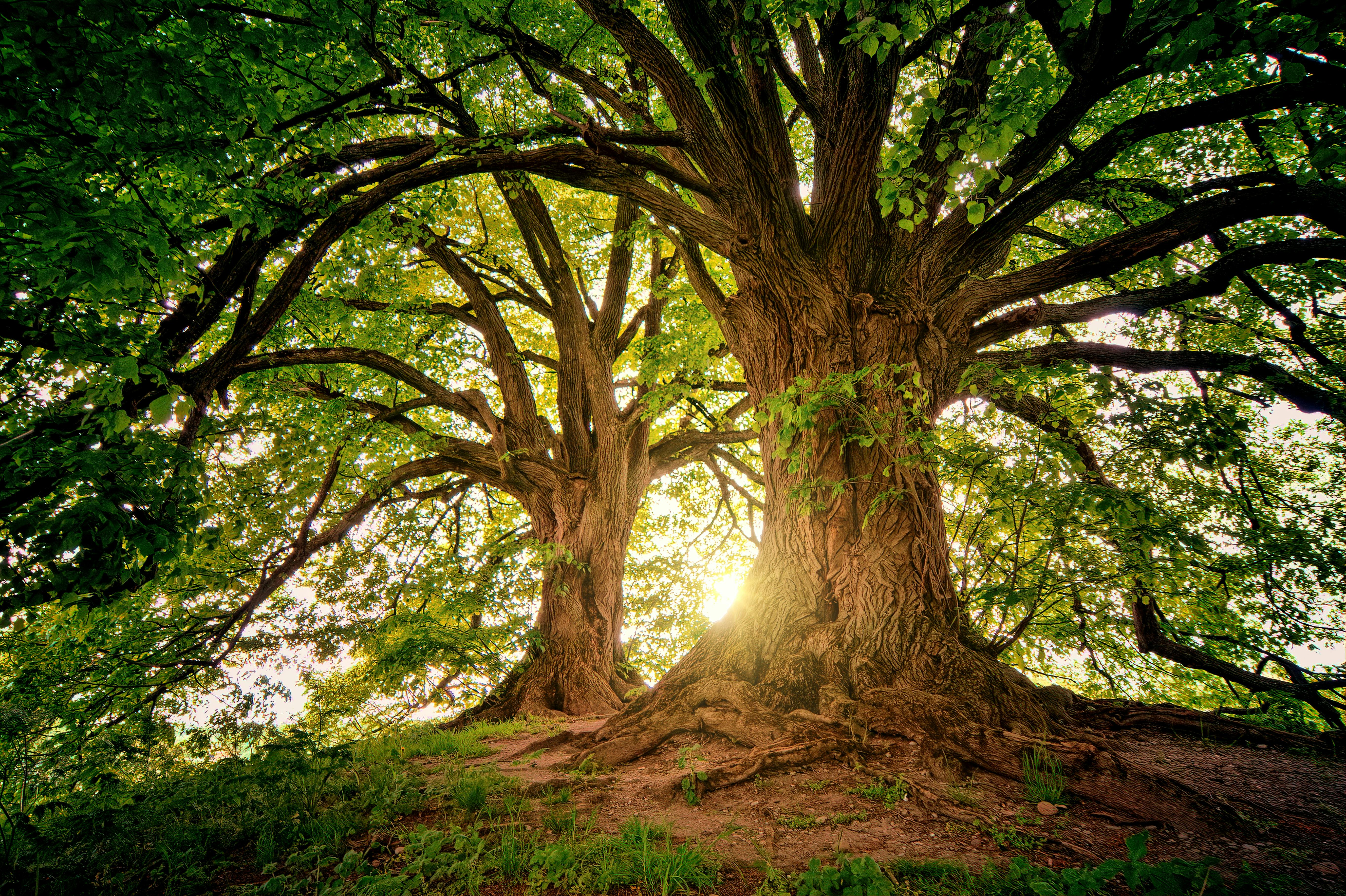 Two oak trees stand with sunlight filtering through behind them