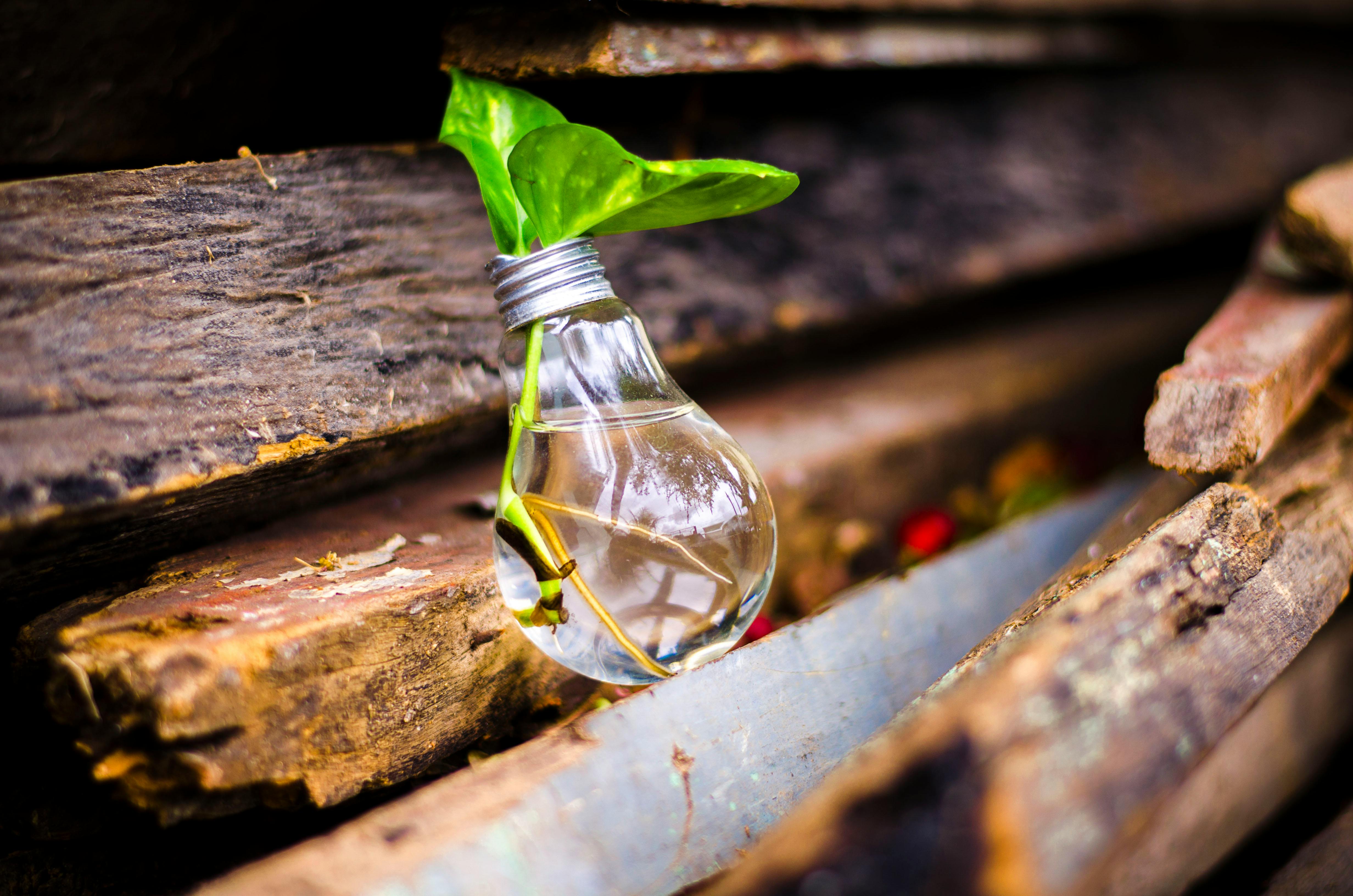 A lightbulb sits atop a stack of rustic boards with a plant growing out of the top of the lightbulb