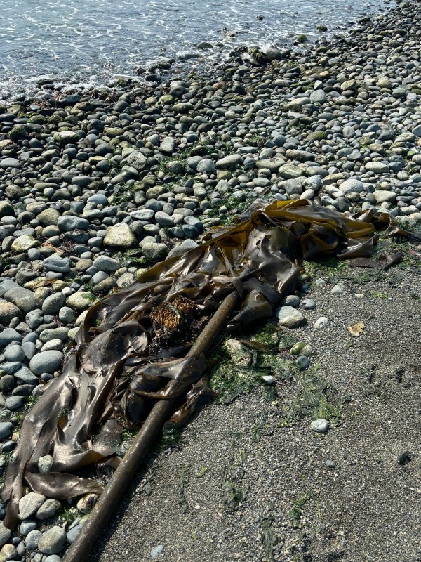A rocky beach with bull kelp washed ashore