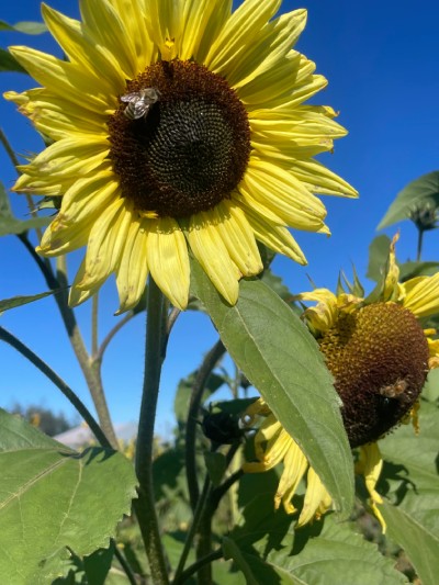 Two sunflowers stand tall against a bright blue sky. One of the sunflowers has a honey bee in its center. 
