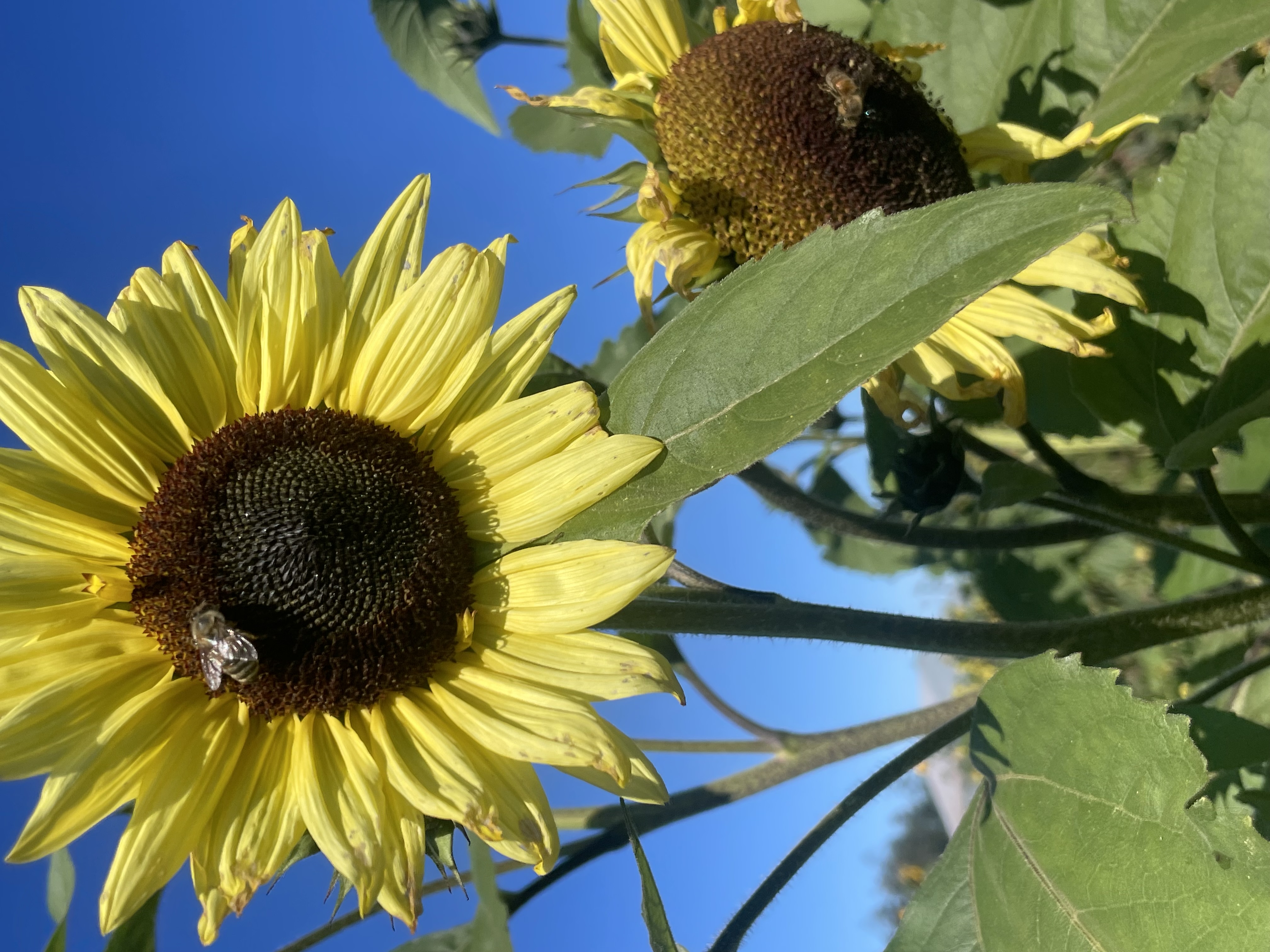 Two sunflowers stand tall against a bright blue sky. One of the sunflowers has a honey bee in its center. 