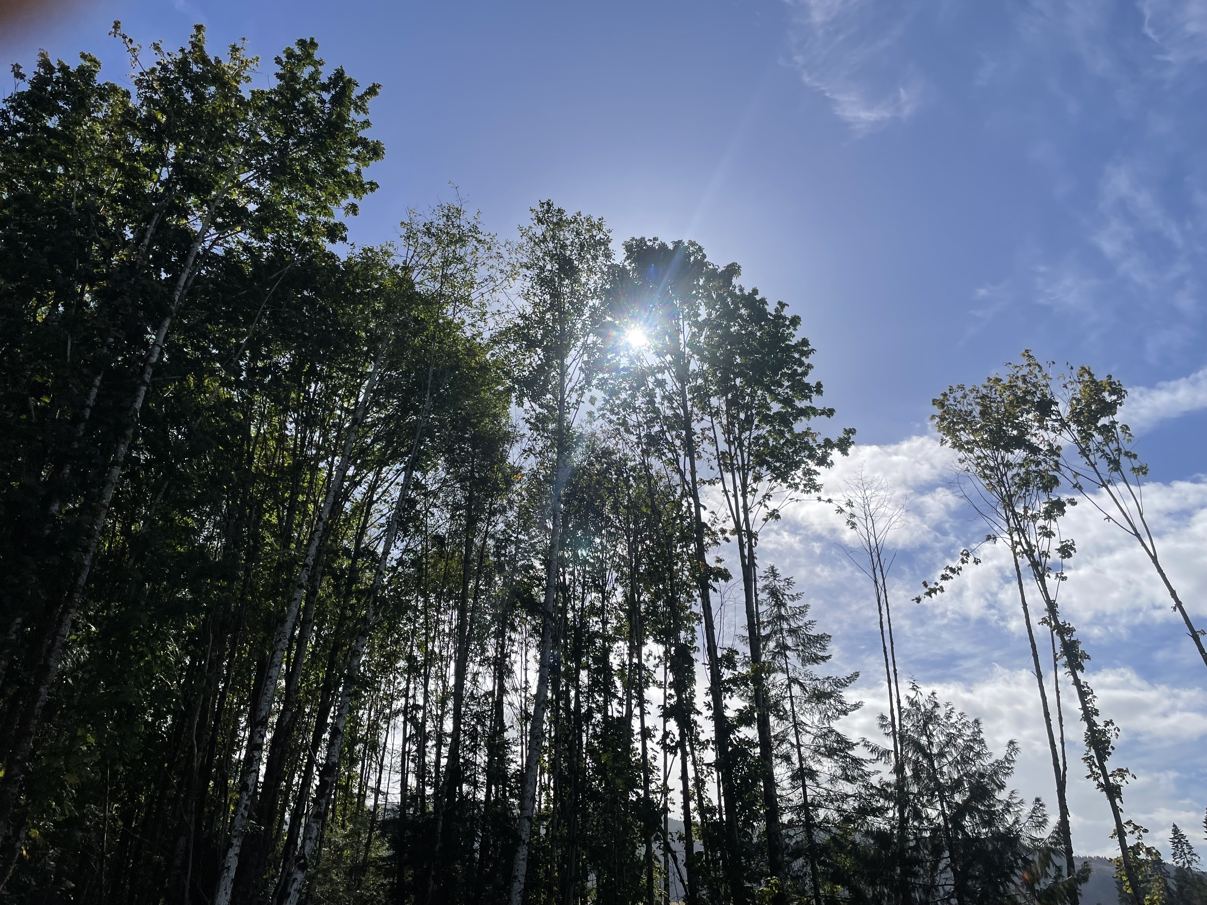 trees with blue sky and white clouds