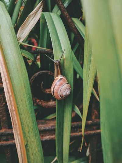 A snail sits on a blade of tall grass in a cluster of tall grasses