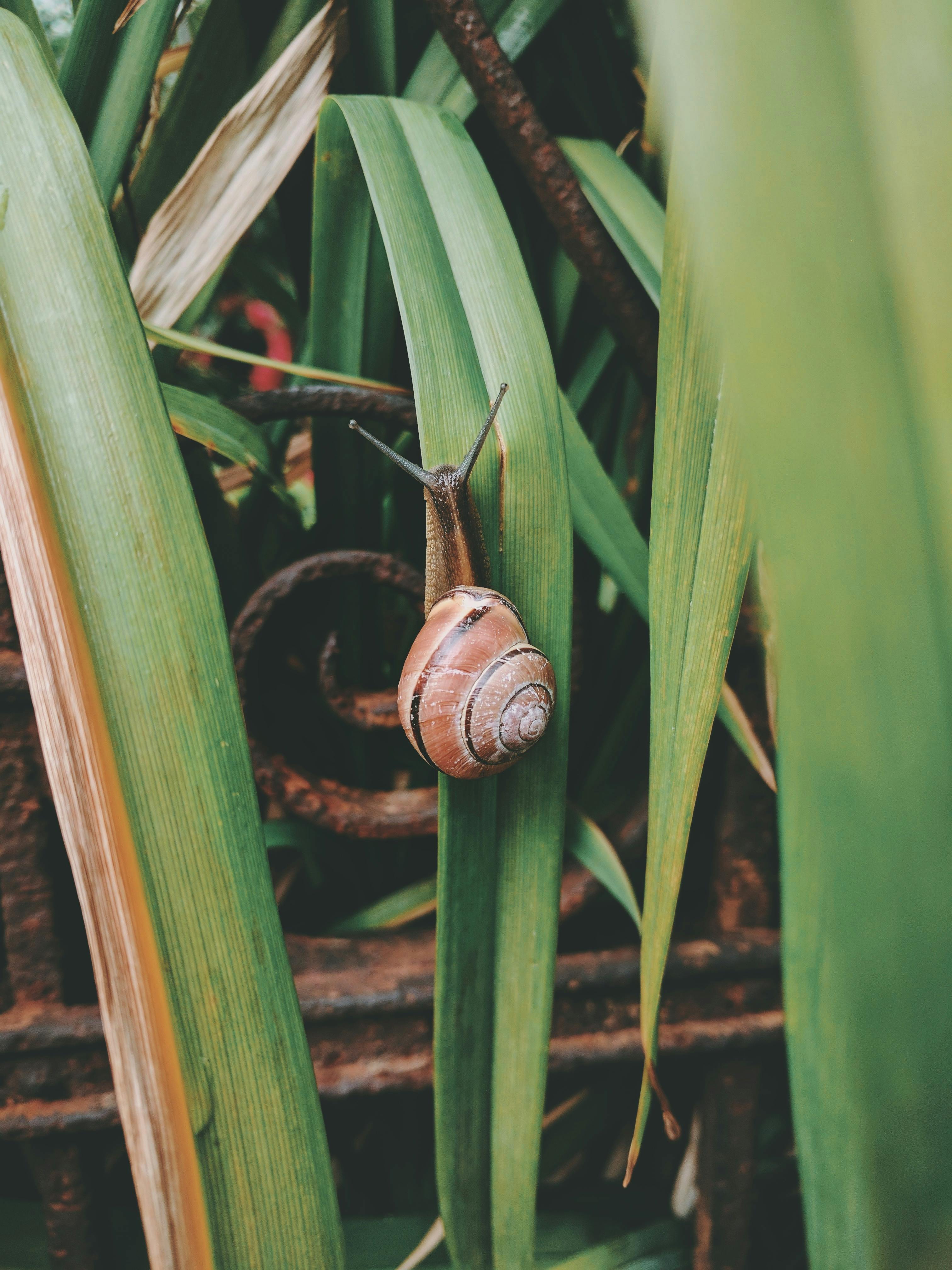 A snail sits on a blade of tall grass in a cluster of tall grasses