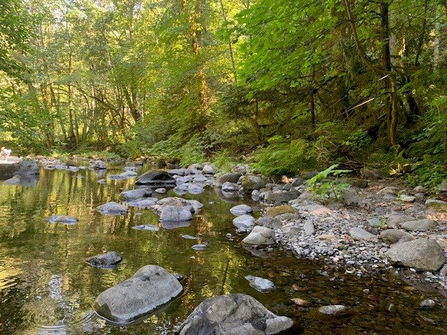 a calm river with smooth rocks in a lush green forest