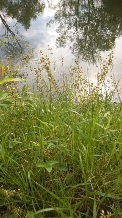 Sweetgrass by a body of water