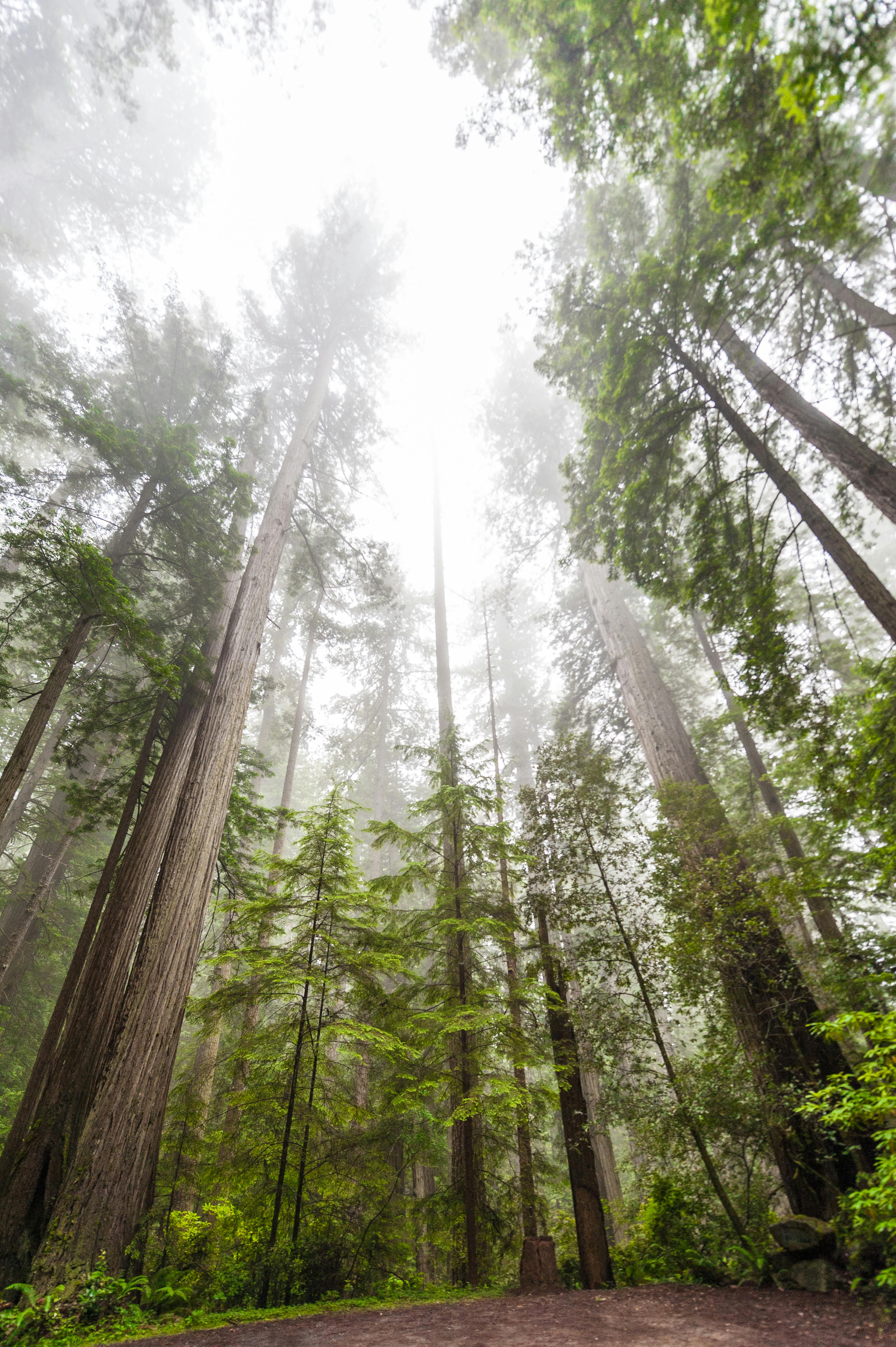 A group of trees
