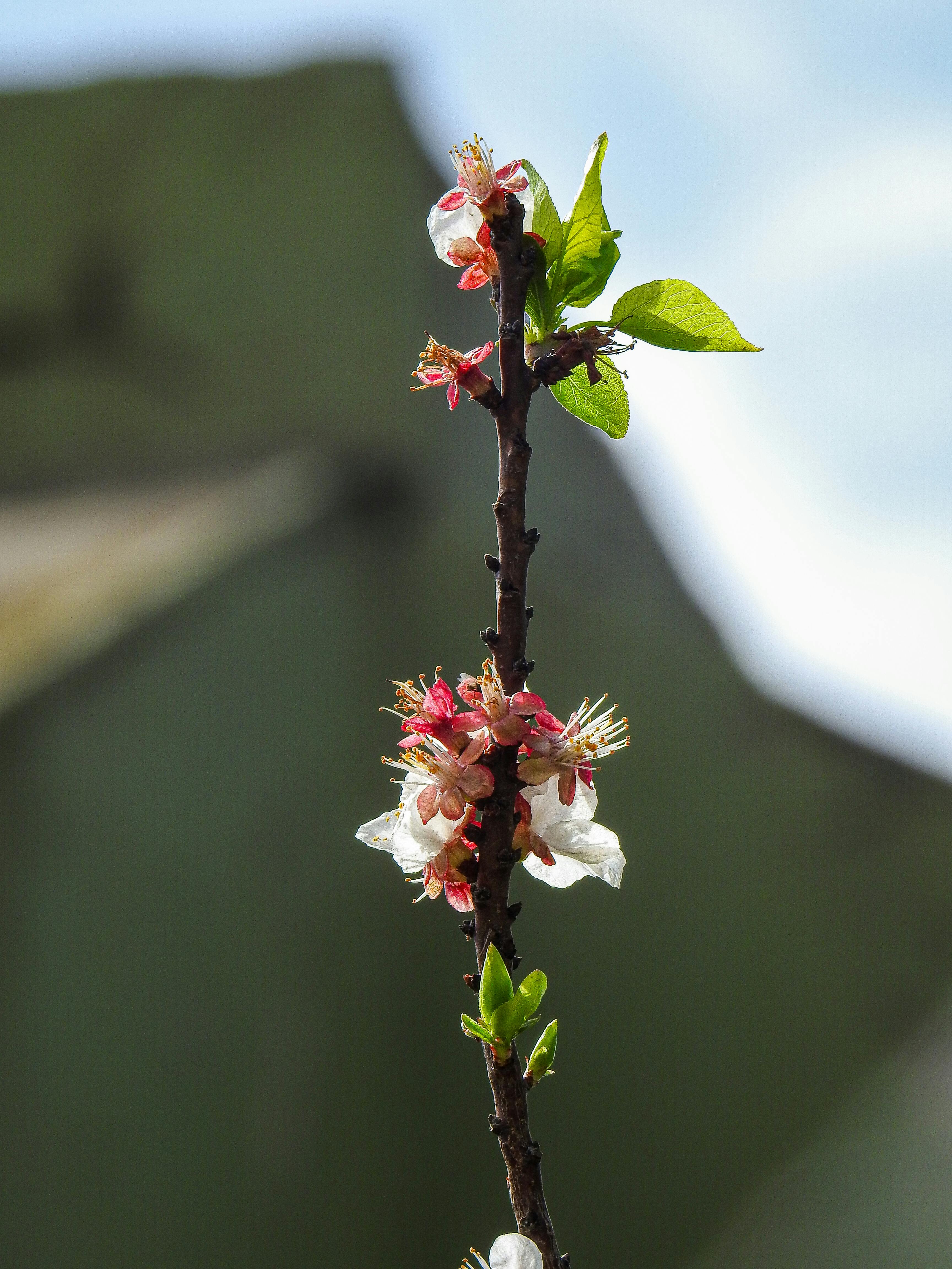 A single flowering stock with green leaves and small spikey red flowers against a blurred background